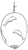 Figure 30. Ostrich Egg from Mycen&aelig;