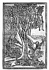 PLATE XIX. THE WAK&nbsp;WAK TREE<br> (From <i>Ta’rikh</i> al-Hind al-Gharbi. Constantinople, 1729)