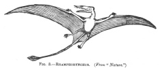 FIG. 3.RHAMPHORYNCHUS. (From 