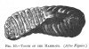 FIG. 10.TOOTH OF THE MAMMOTH. (<i>After Figuier</i>.)
