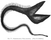 FIG. 77.EURYPHARYNX PELIGANOIDES. (<i>From the Daheim</i>.)
