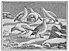 PTARMIGAN.<br> Birds found in great numbers in the Arctic Circle.