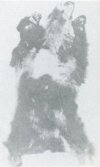 38 (above): Corpse of Sloth Bear killed in Nepal and at first alleged to be that of an ABSM. (Slick-Johnson Exp.)