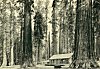 CABIN IN MARIPOSA GROVE<BR>
 <I>Photo J. T. Boysen</I>